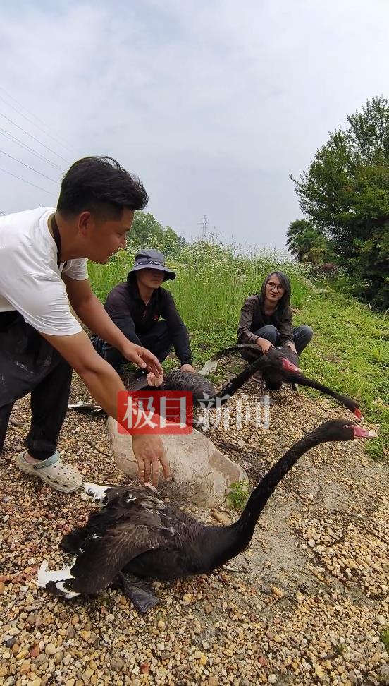 “渣鹅”移情别恋后饲养员为伤心母天鹅安排了两只新的公天鹅